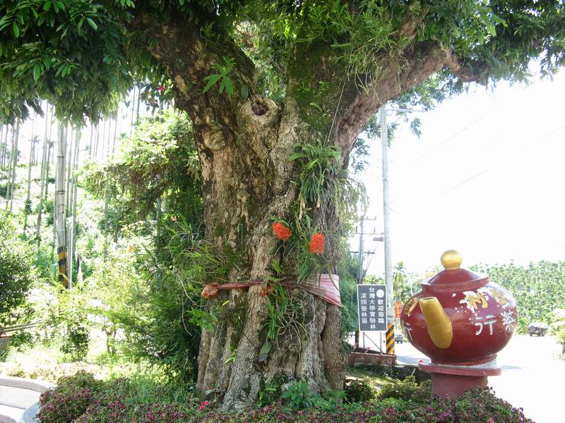 鹿谷乡百年老龙眼树